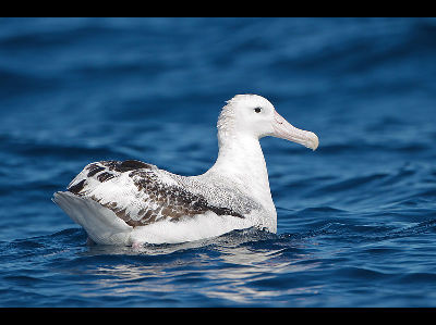 Albatross  -  Wandering Albatross