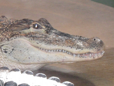 Alligator  