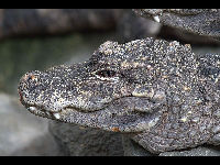 Chinese alligator image