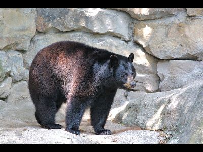 American Black Bear  