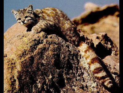 Andean Mountain Cat  