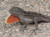 Brown Anole image