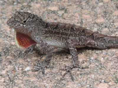 Anole  -  Brown Anole