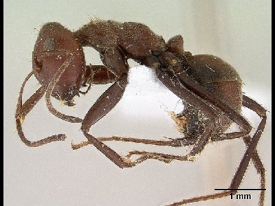 Ant  -  Exploding Ant