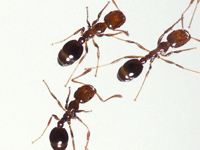 Ant  -  Fire Ant