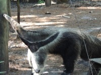 Giant Anteater image