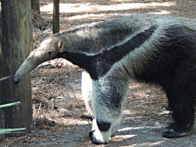 Anteater  