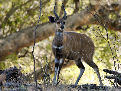 Antelope  -  Bushbuck