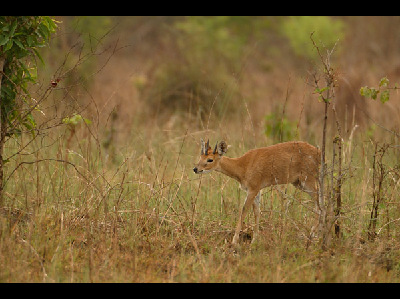 Antelope  -  Four-horned Antelope
