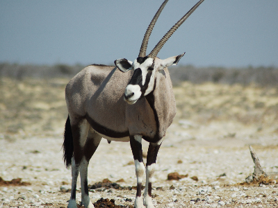 Antelope  -  Gemsbok