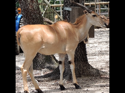 Antelope  -  Giant Eland