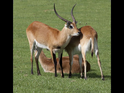 Antelope  -  Kob