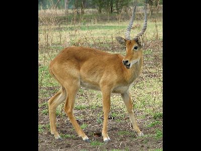 Antelope  -  Puku