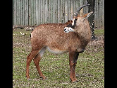 Antelope  -  Roan Antelope