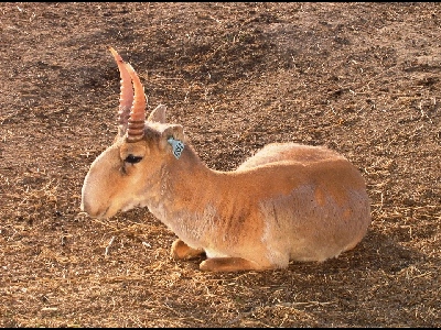 Antelope  -  Saiga