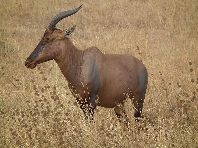 Antelope  -  Topi