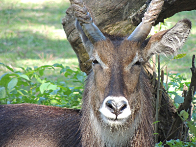 Antelope  -  Waterbuck