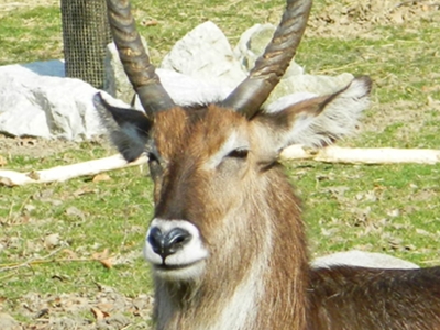 Antelope  -  Waterbuck