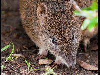 New Guinean Spiny Bandicoot image