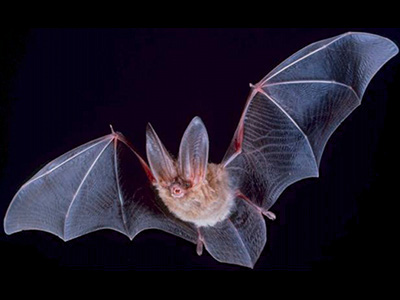 Bat  