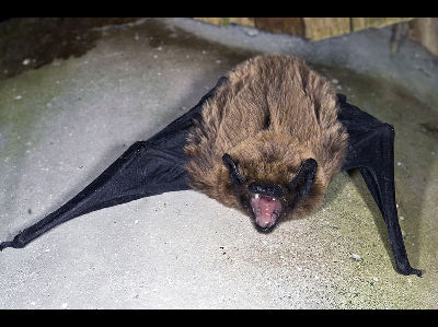 Bat  -  Azores Noctule
