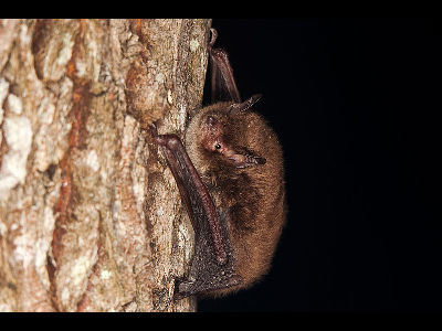 Bat  -  Daubenton's Bat