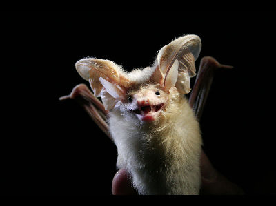 Bat  -  Desert Long-eared bat