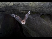 Lesser Horseshoe Bat image