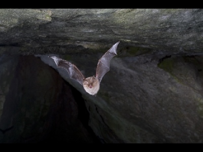 Bat  -  Lesser Horseshoe Bat