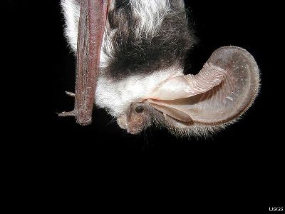 Bat  -  Spotted bat