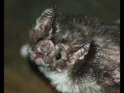 Bat  -  Vampire Bat