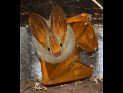 Bat  -  Yellow-winged bat