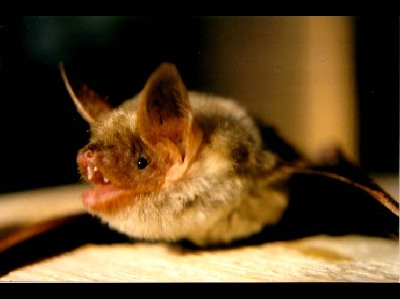 Bat  