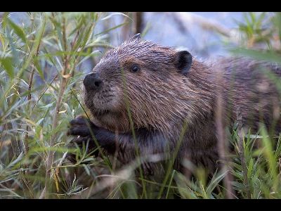 Beaver  -  North American Beaver