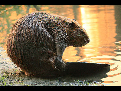 Beaver  