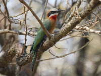 Bee-eater image