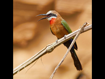 Bee-eater  -  White-Fronted Bee-Eater