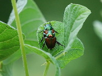 Beetle image