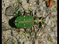 Green Tiger Beetle image