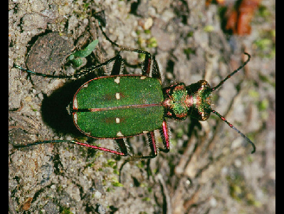Beetle  -  Green Tiger Beetle