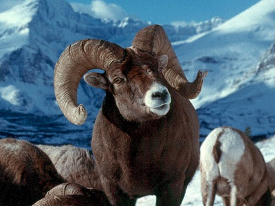 Bighorn Sheep  