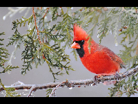 Northern Cardinal image