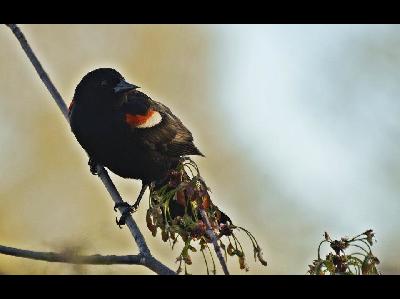 bird/bird_Red_Winged_Blackbird