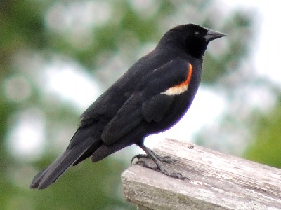 Bird  -  Red Winged Blackbird