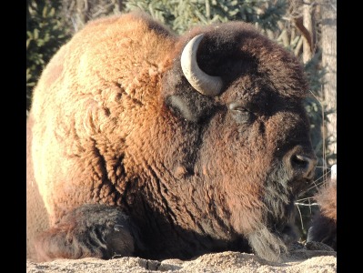 Bison  -  American Bison