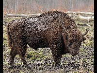 European Bison image