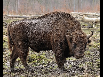 Bison  -  European Bison