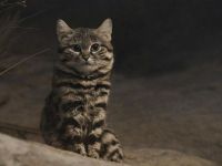 Black-footed Cat image