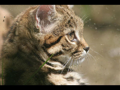 Black-footed Cat  