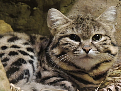 Black-footed Cat  